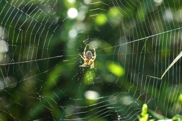 Orb Weaver