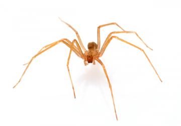 Brown Recluse