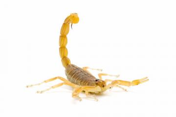 Scorpion