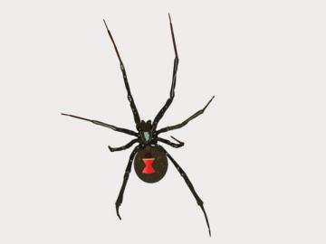 Black Widow Spider