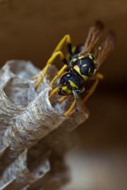 Paper wasp