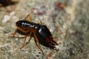 Soldier Termite