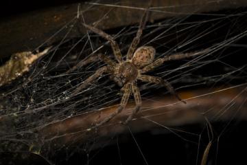 Wolf Spider