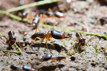 Worker Termites